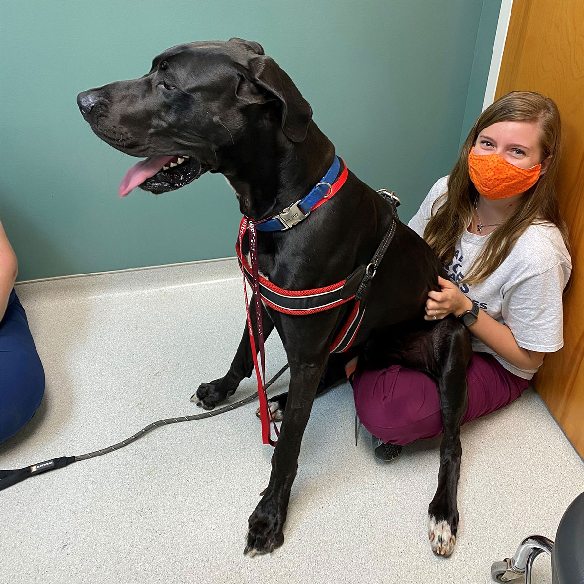 About North Elm Animal Hospital Vet In Greensboro, NC 27455