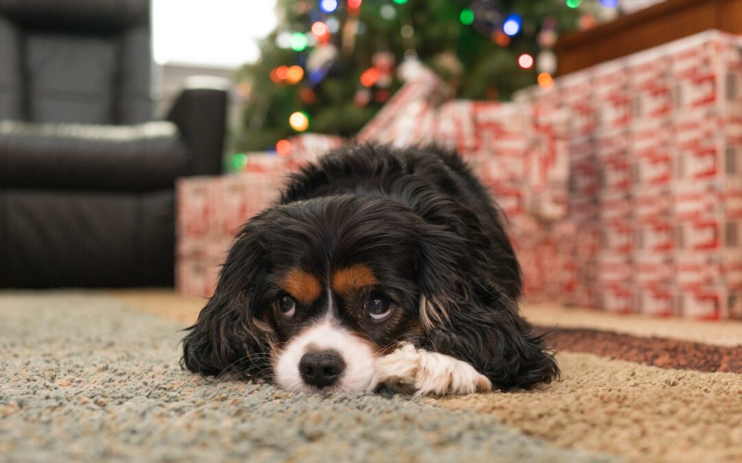 5 Holiday Hazards That Can Harm Your Pet