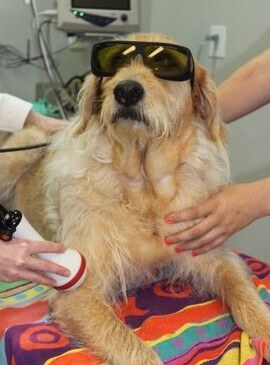 laser-therapy-service