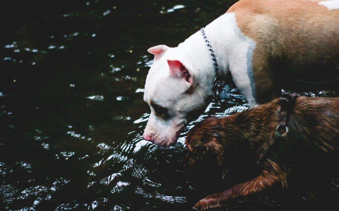 Two dogs drinking from a river.