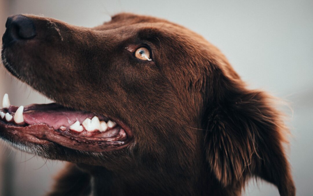 The Importance of Canine Dental Health: A Guide for Pet Parents